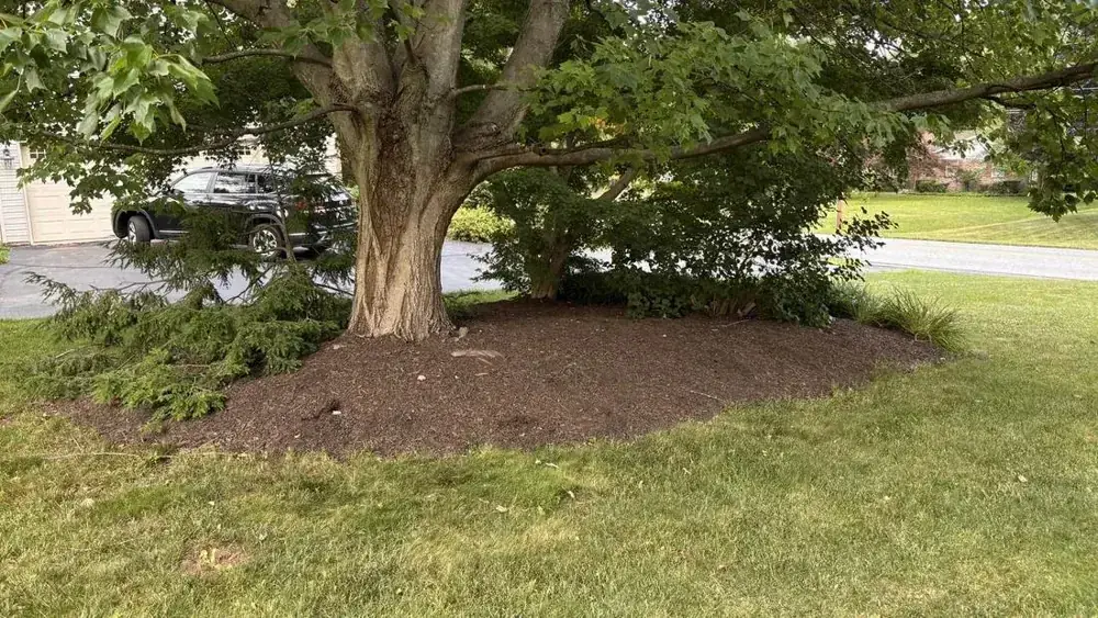 A tree bed mulched and cleaned by A&V