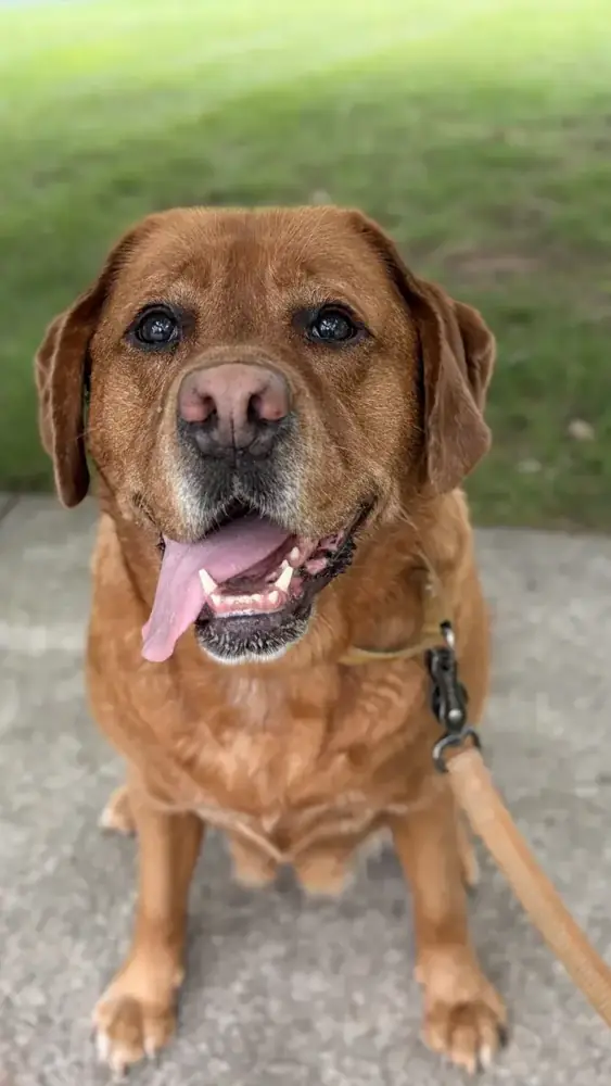 Sanibel, one of the dogs we’ve cared for