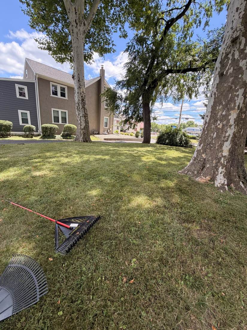 Yard before cleanup