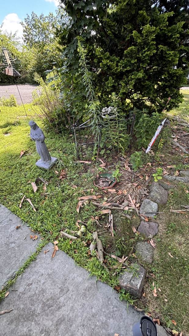 Garden bed before cleanup