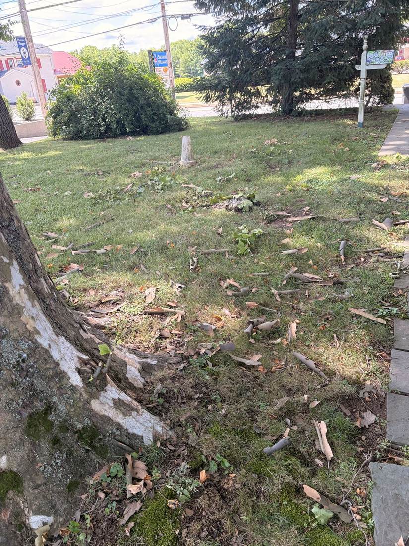 Additional yard cleanup photo