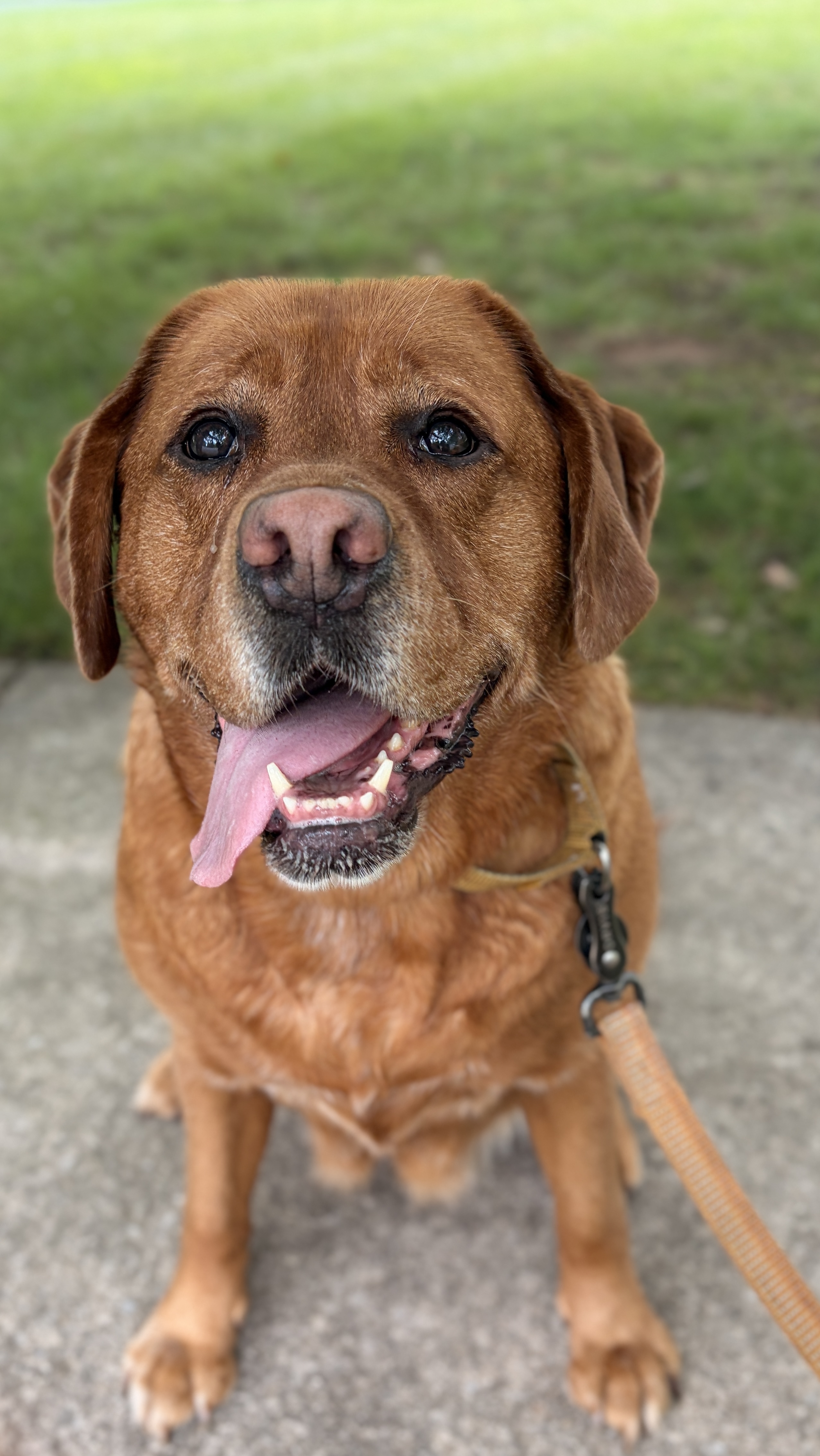 Sanibel, a dog we cared for