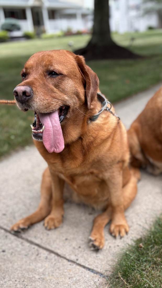 Sheva, a dog we cared for